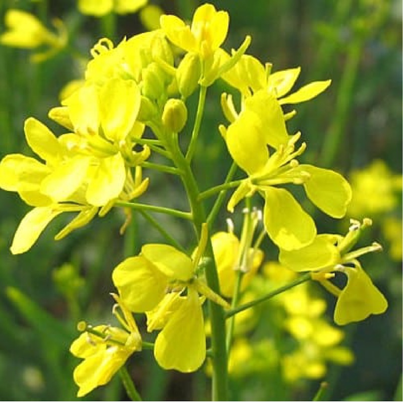Premium quality black mustard seeds, sourced directly from the farmers