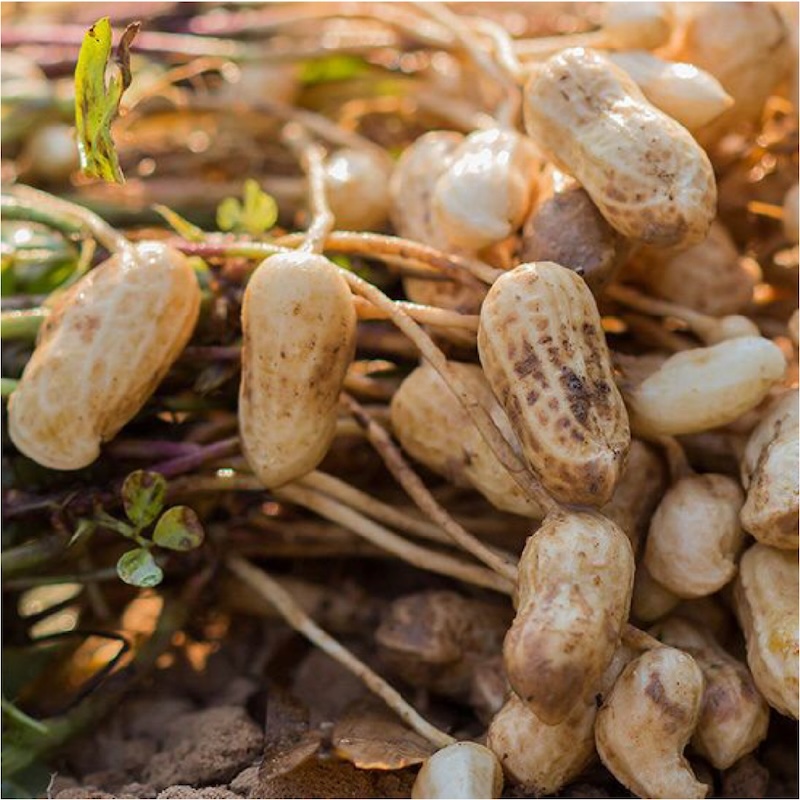Premium quality peanuts, sourced directly from the western Indian farmers